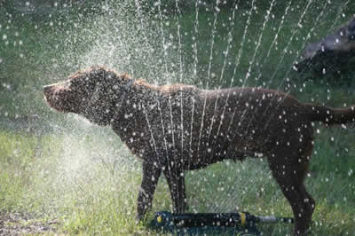 petrede-cachorro-calor-verao
