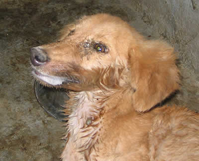 petrede-cachorro-com-raiva