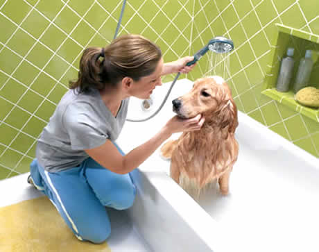petrede-cachorro-tomando-banho-na-banheira