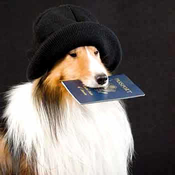 petrede-cachorro-documento