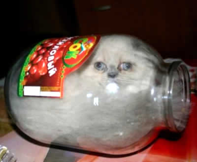 petrede-gata-no-vidro
