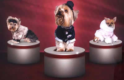 petrede-modelo-animal