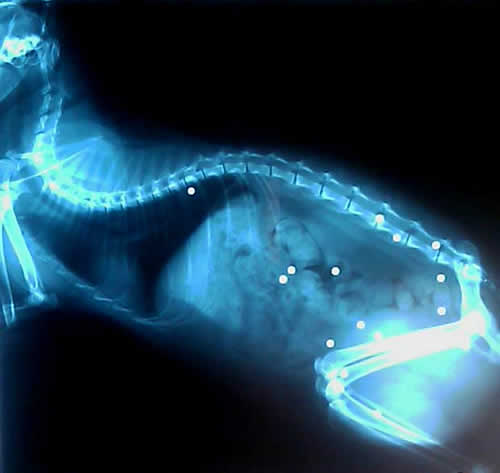 petrede-raio-x-gato-toma-tiros-de-chumbinho