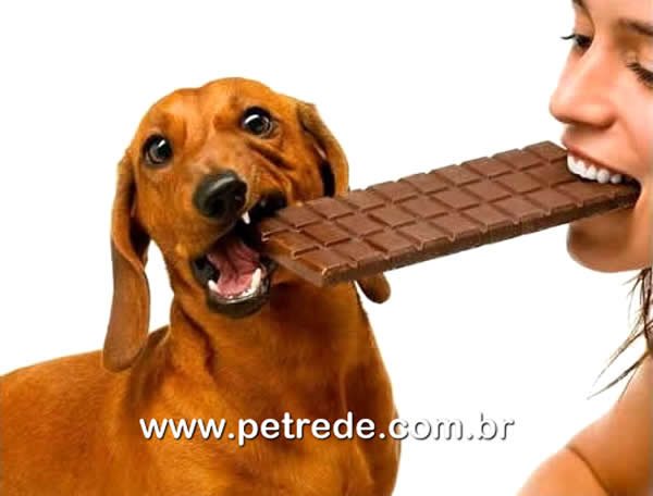 cachorro-comendo-chocolate-petrede