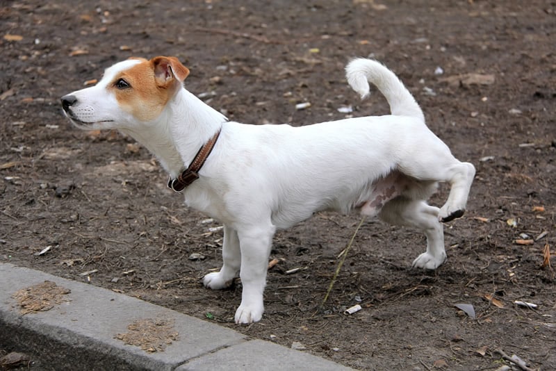 cachorro-urina-fazendo-xixi-petrede