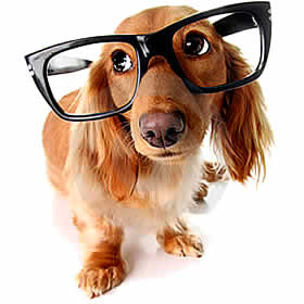 petrede-cachorro-de-oculos-inteligente
