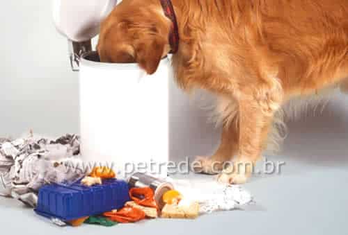 cachorro-comendo-lixo-petrede