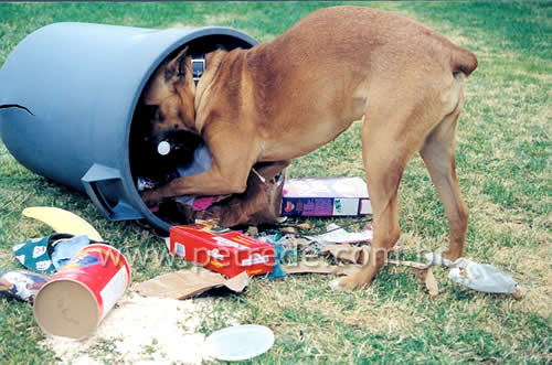 cachorro-mexendo-no-lixo-petrede