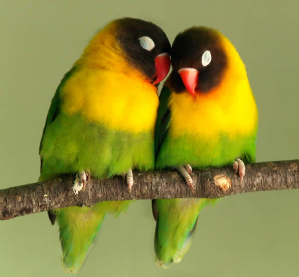 casal-de-agapornis-love-birds-petrede