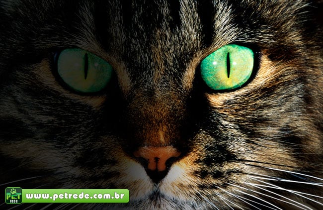 face-rosto-cara-gato-perdido-desaparecido-procurado-petrede