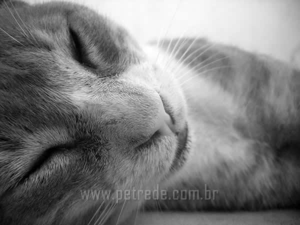 gato-dormindo-petrede