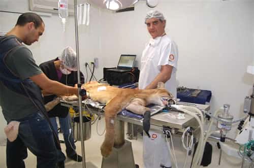 onca-julyvet-1-petrede