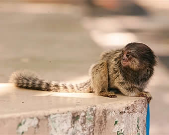 sagui-madonna-petrede