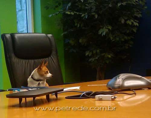 cachorro-escritorio-trabalhando-petrede