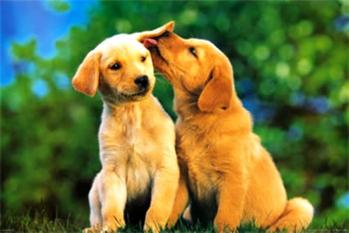labrador-casal-cachorro-amor-namoro-petrede