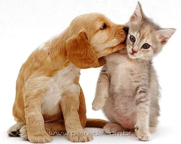Cão fica apavorado ao ganhar beijos de gato e vídeo engraçado
