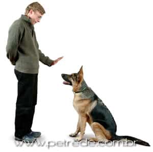 cachorro-adestrado-treinado-petrede