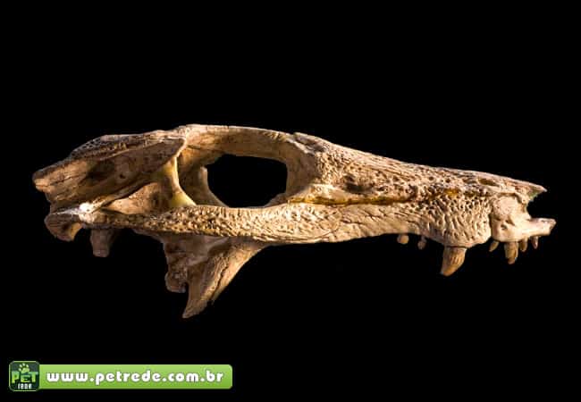 cachorro-cranio-osso-arqueologia-escavacao-petrede