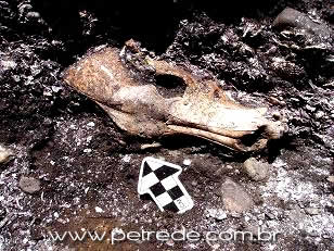 cranio-escavacao-arqueologia-cachorro-petrede