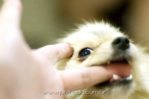 filhote-cachorro-mordendo-dedo-petrede