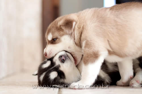 husky-cachorro-filhote-brincando-briga-petrede