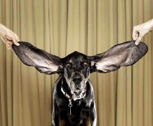 cachorro-com-orelhas-gigantes-petrede