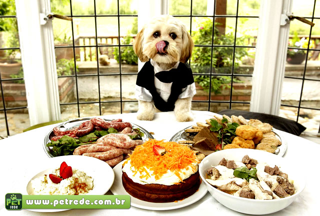 cachorro-comida-jantar-refeicao-almoco-banquete-alimento-petrede