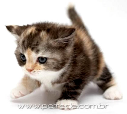 gato-filhote-petrede