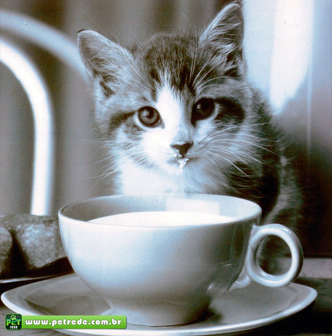 gato-filhote-fofo-lindo-cute-bebendo-leite-comida-alimento-petrede