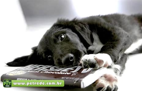 cachorro-chocolate-petrede