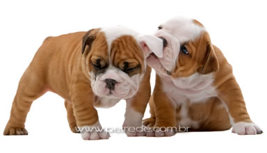 filhote-cachorro-bulldog-petrede