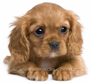 filhote-cachorro-petrede