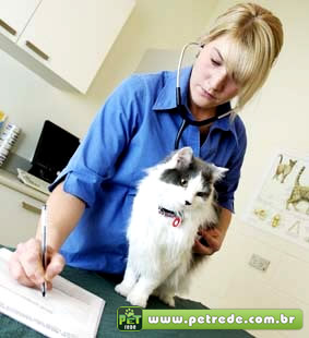 veterinaria-medica-gato-consulta-exame-petrede