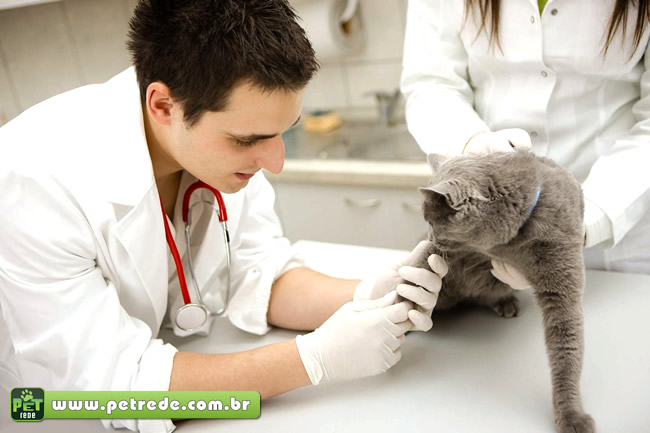 veterinario-gato-consulta-medico-exame-petrede