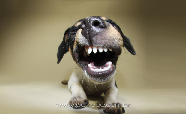 cachorro-mostrando-os-dentes-petrede