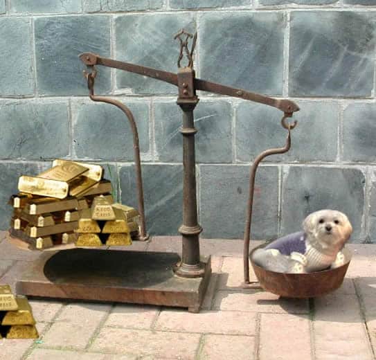 cachorro-ouro-dinheiro-petrede