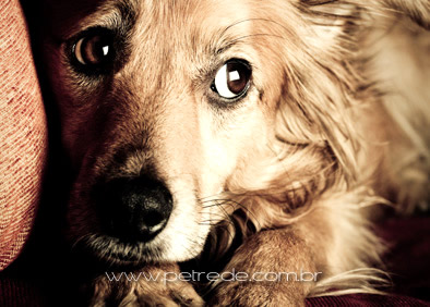 cachorro-olhar-medo-petrede
