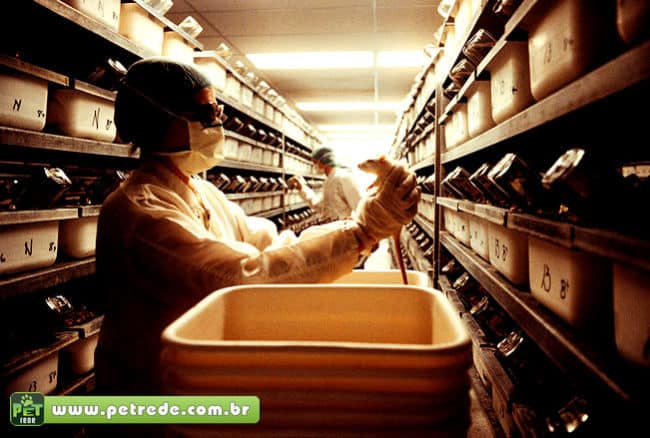 rato-cobaia-laboratorio-pesquisa-experiencia-petrede
