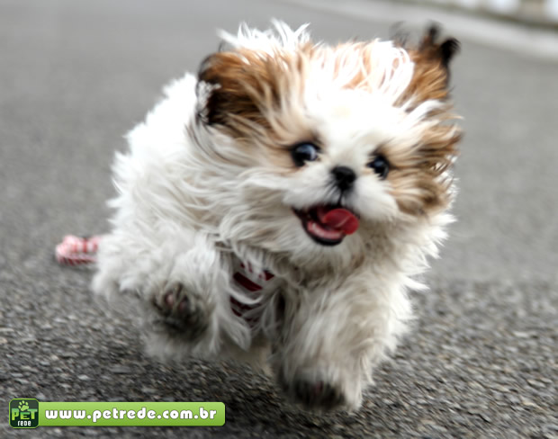 cachorro-fugindo-correndo-petrede