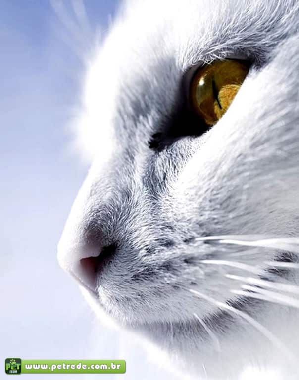 gato-branco-olhar-rosto-perfil-petrede
