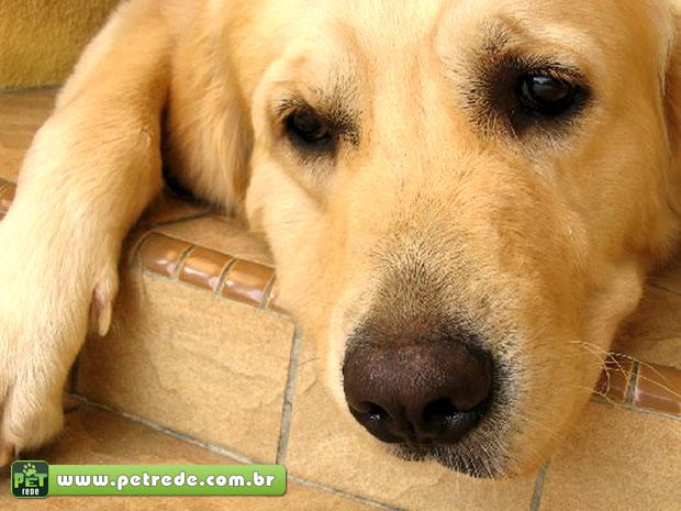 cachorro-triste-petrede