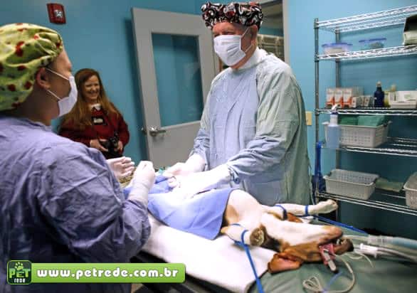 castracao-operacao-cirurgia-medico-hospital-veterinario-petrede