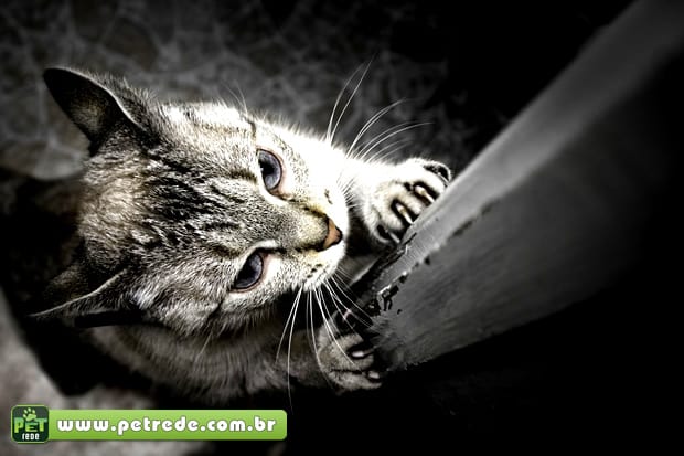 gato-arranhando-petrede