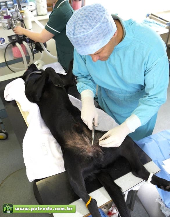 hospital-castracao-medico-veterinario-cirurgia-operacao-petrede