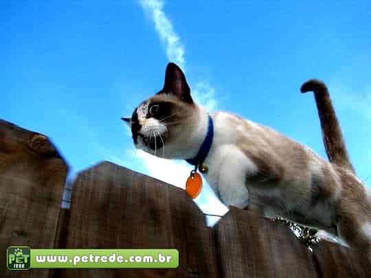 gato-andando-cerca-petrede