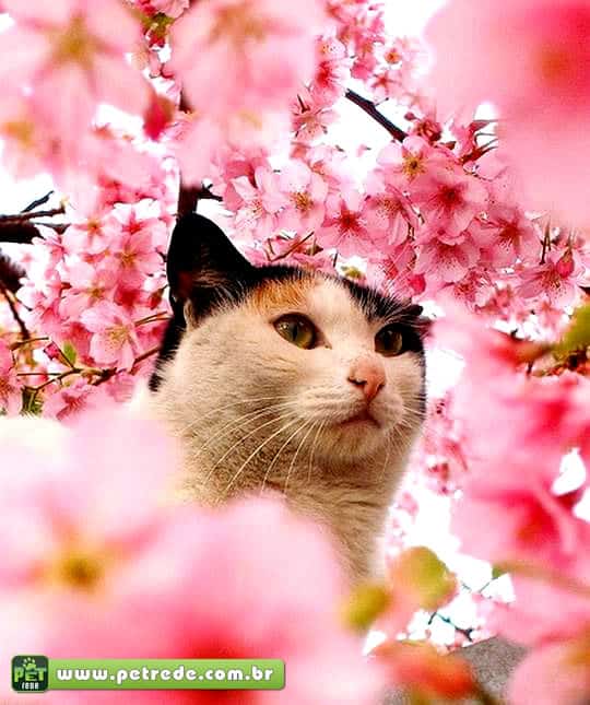 gato-flores-petrede