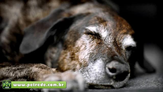 cachorro-velho-idoso-petrede