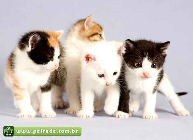 gatos-filhotes-petrede
