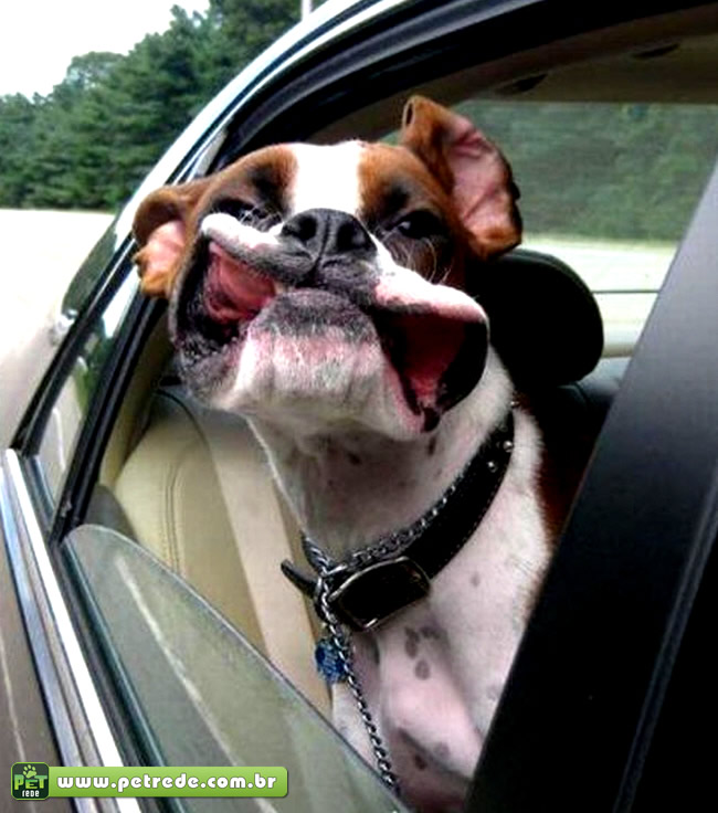 cachorro-janela-carro-viagem-ferias-petrede