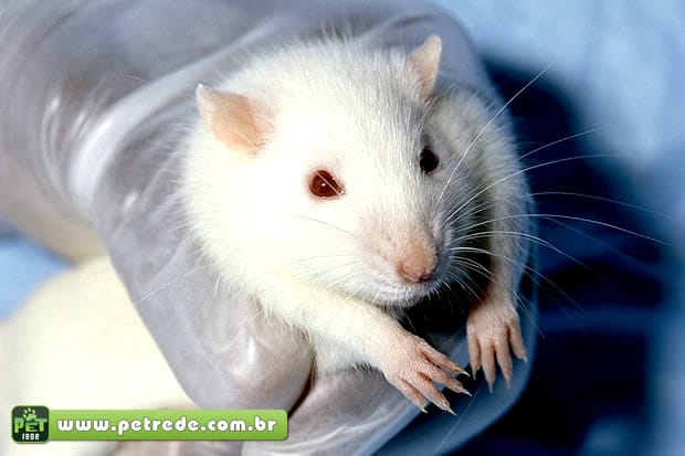rato-cobaia-laboratorio-experiencia-petrede